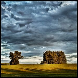 Trees on field against cloudy sky