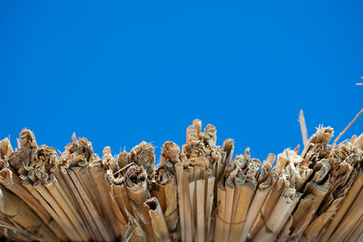 Low angle view of plants against clear blue sky