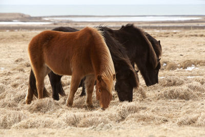 Herd of brown icelandic horses on a meadow in spring