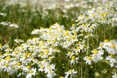 Close-up of yellow flowers blooming in field