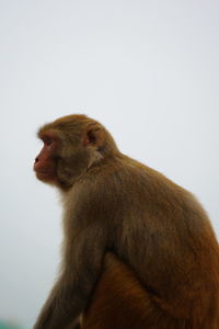 Close-up of looking away against white background