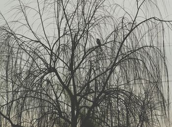 Low angle view of bare trees against sky