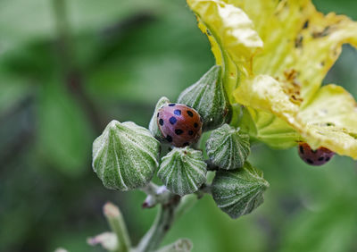 Ladybug is a pest of plants.