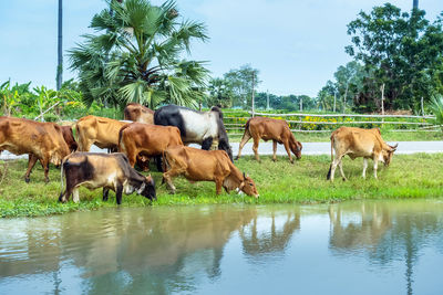 Horses standing in lake against sky