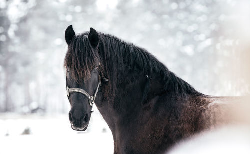 Close-up of horse in snow