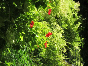 Red flowers growing in garden