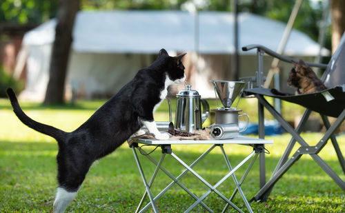 Cat leaning on table in backyard