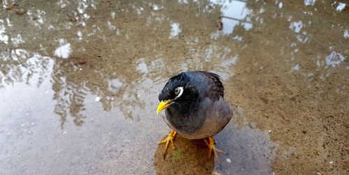 High angle view of bird in lake