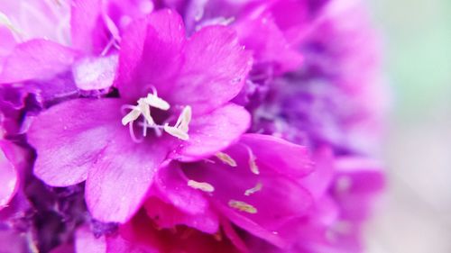 Close-up of pink flower