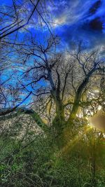 Low angle view of bare trees against sky