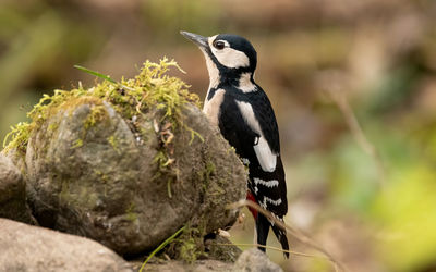 Close-up of bird perching on rock