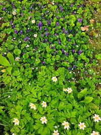 Full frame shot of flowering plants