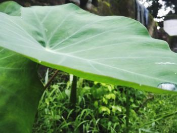 Close-up of fresh green leaf