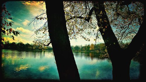 Reflection of trees in lake