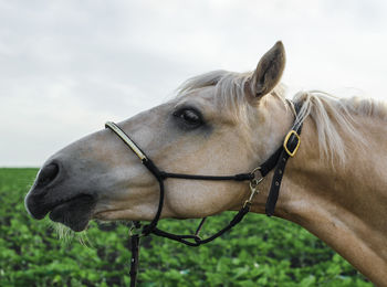 Close-up of horse in ranch