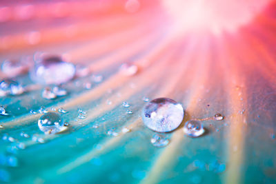 Close-up of water drops on lotus leaf