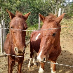 Horses standing in ranch