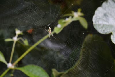 Close-up of spider on web