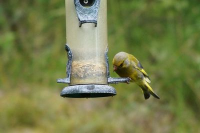 Close-up of bird perching on feeder