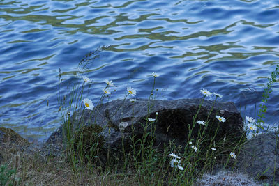 High angle view of grass on lakeshore