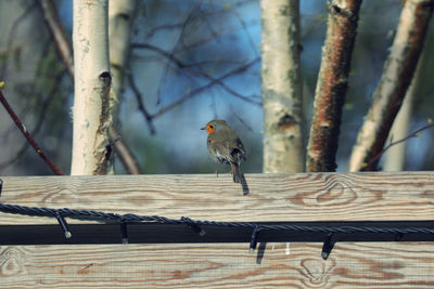 Bird perching on a tree