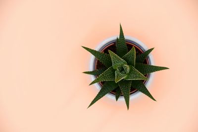 Directly above view of succulent plant