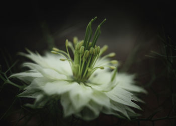 Close-up of white flowering plant