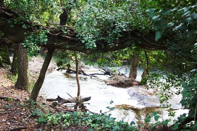 Plants and trees by lake in forest