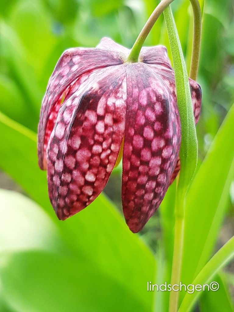 nature, growth, close-up, leaf, fragility, beauty in nature, plant, focus on foreground, no people, insect, freshness, day, butterfly - insect, green color, outdoors, pink color, animal themes, flower