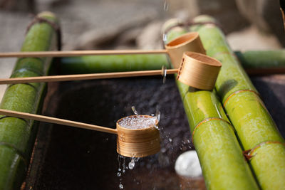 Close-up of green objects