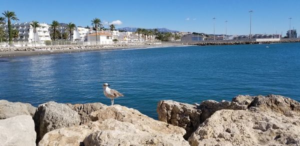 Seagulls perching on rock by sea against sky