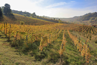 Scenic view of vineyard against sky