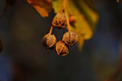 Close-up of fruits on tree