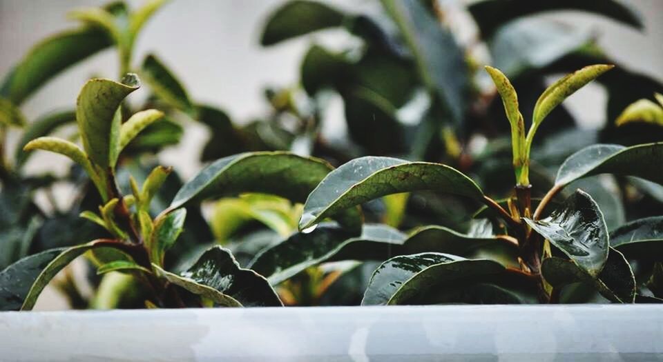 leaf, plant, growth, green color, close-up, potted plant, nature, focus on foreground, day, selective focus, no people, outdoors, stem, freshness, beauty in nature, leaves, green, growing, fragility, front or back yard