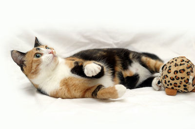 Close-up of a cat resting on bed