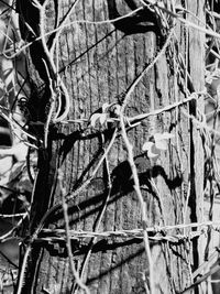 Close-up of chainlink fence