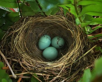 High angle view of eggs in nest