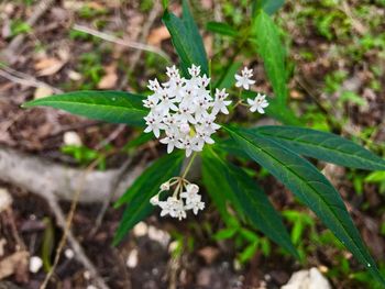 Close-up of flowers blooming outdoors