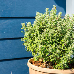 Close-up of potted plant on table against wall