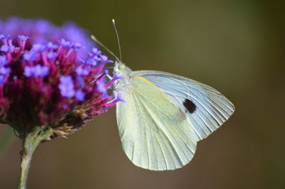 Close-up of butterfly on purple flower