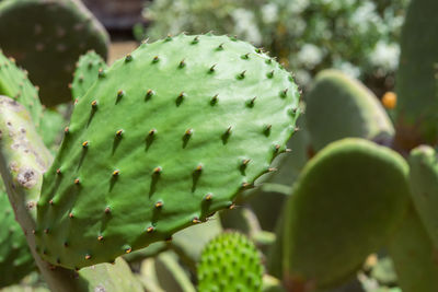 Close-up of succulent plant