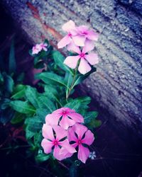 High angle view of purple flowers blooming outdoors