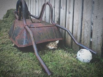 Horse in grass