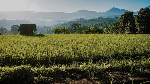 Scenic view of field against sky
