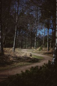 View of trees in forest