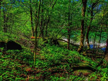 Trees in forest
