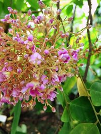 Close-up of flowers on tree