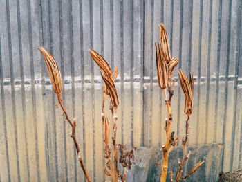 Full frame shot of rusty metal fence against wall