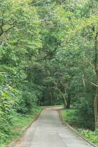 Road amidst trees in forest