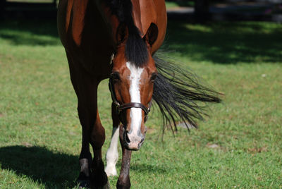 Gorgeous horse meandering and wandering in a large grass field.